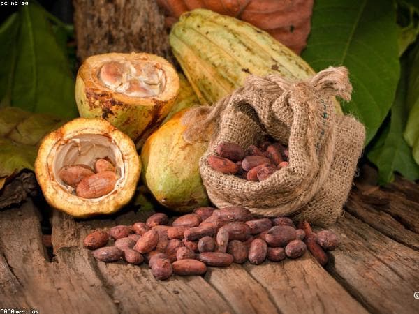 Cacao Orgánico en Grano — Certificado